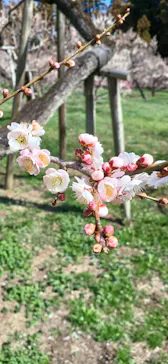 偕楽園本園に投稿された画像（2026/3/8）