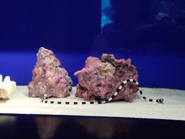 サンシャイン水族館に投稿された画像（2026/3/8）