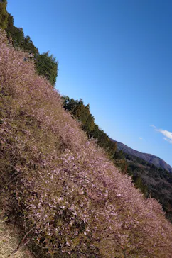 いばらきフラワーパークに投稿された画像（2026/3/8）