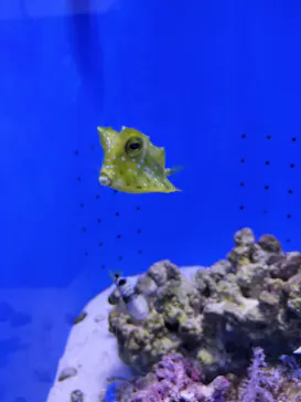 幼魚水族館に投稿された画像（2026/3/8）