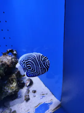 幼魚水族館に投稿された画像（2026/3/8）