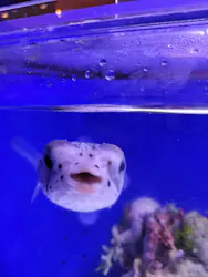 幼魚水族館に投稿された画像（2026/3/8）