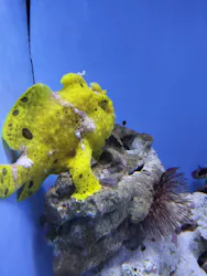 幼魚水族館に投稿された画像（2026/3/8）
