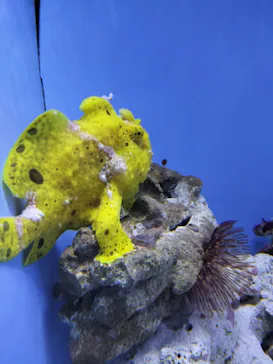 幼魚水族館に投稿された画像（2026/3/8）