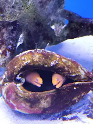 幼魚水族館に投稿された画像（2026/3/8）