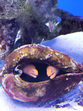 幼魚水族館に投稿された画像（2026/3/8）