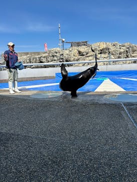 大分マリーンパレス水族館 「うみたまご」に投稿された画像（2026/3/8）