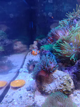 しながわ水族館に投稿された画像（2026/3/8）