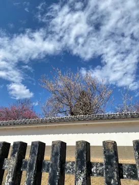 偕楽園本園に投稿された画像（2026/3/8）