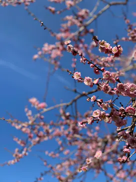 偕楽園本園に投稿された画像（2026/3/8）