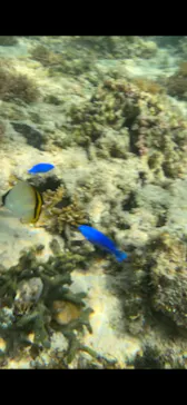 沖縄マリンサービス碧に投稿された画像（2026/3/8）