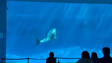 名古屋港水族館に投稿された画像（2026/3/8）