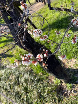 偕楽園本園に投稿された画像（2026/3/8）
