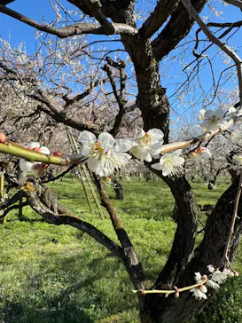 偕楽園本園に投稿された画像（2026/3/8）