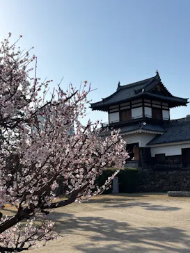 広島城に投稿された画像（2026/3/8）