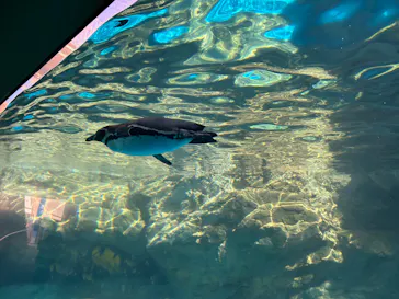 アクアワールド茨城県大洗水族館に投稿された画像（2026/3/8）