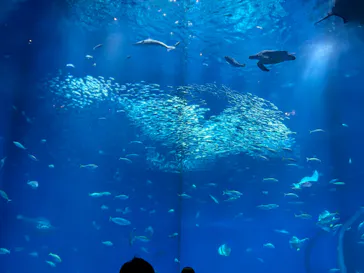 アクアワールド茨城県大洗水族館に投稿された画像（2026/3/8）