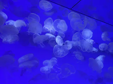 アクアワールド茨城県大洗水族館に投稿された画像（2026/3/8）