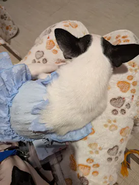 いぬカフェRio 池袋店に投稿された画像（2026/3/8）