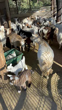 ダチョウ王国石岡ファームに投稿された画像（2026/3/8）