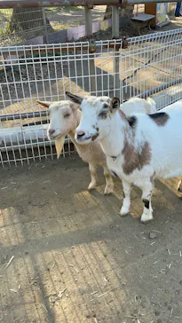 ダチョウ王国石岡ファームに投稿された画像（2026/3/8）