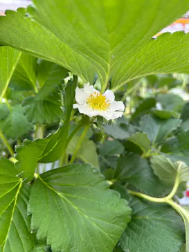果実の里 原田農園に投稿された画像（2026/3/8）