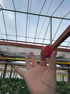 果実の里 原田農園に投稿された画像（2026/3/8）