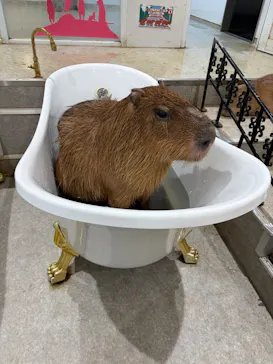 アニタッチ 東京ドームシティに投稿された画像（2026/3/8）