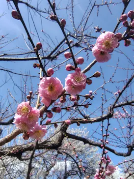 偕楽園本園に投稿された画像（2026/3/8）