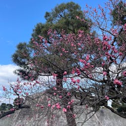 元離宮二条城に投稿された画像（2026/3/8）