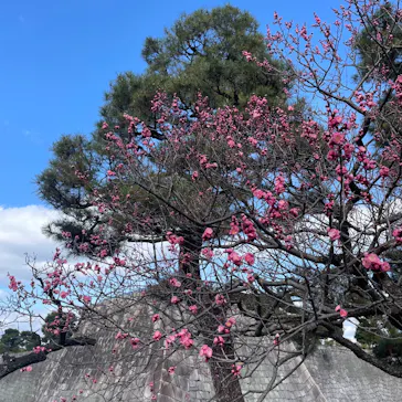 元離宮二条城に投稿された画像（2026/3/8）