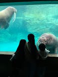 大分マリーンパレス水族館 「うみたまご」に投稿された画像（2026/3/8）