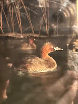 滋賀県立琵琶湖博物館に投稿された画像（2026/3/8）