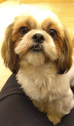 いぬカフェRio 浅草店に投稿された画像（2026/3/8）