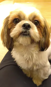 いぬカフェRio 浅草店に投稿された画像（2026/3/8）