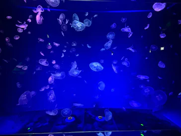 名古屋港水族館に投稿された画像（2026/3/8）