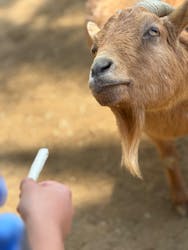 しろとり動物園に投稿された画像（2026/3/8）