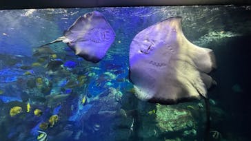 大分マリーンパレス水族館 「うみたまご」に投稿された画像（2026/3/8）
