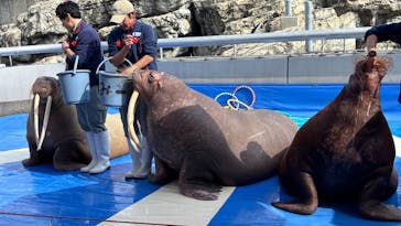 大分マリーンパレス水族館 「うみたまご」に投稿された画像（2026/3/8）