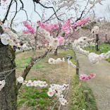 偕楽園本園に投稿された画像（2026/3/8）