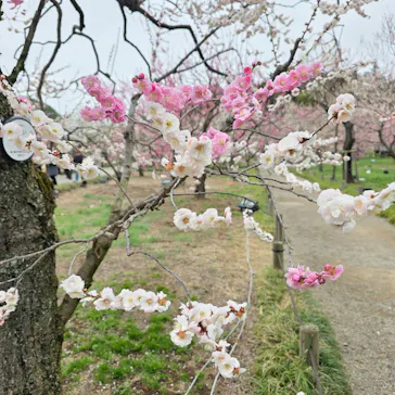 偕楽園本園に投稿された画像（2026/3/8）