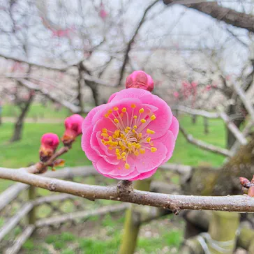 偕楽園本園に投稿された画像（2026/3/8）