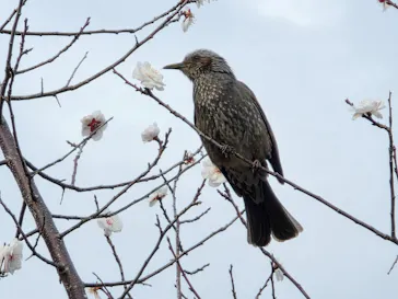 偕楽園本園に投稿された画像（2026/3/8）