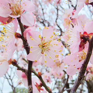 偕楽園本園に投稿された画像（2026/3/8）