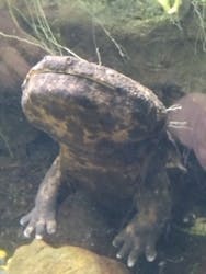 世界淡水魚園水族館　アクア・トトぎふに投稿された画像（2026/3/8）