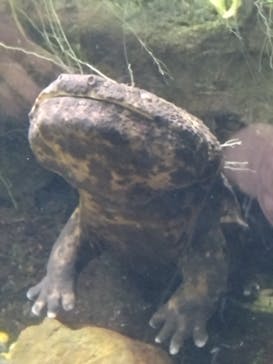 世界淡水魚園水族館　アクア・トトぎふに投稿された画像（2026/3/8）