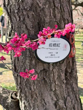 偕楽園本園に投稿された画像（2026/3/8）