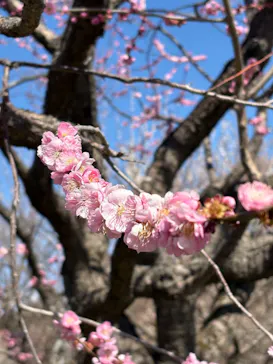 偕楽園本園に投稿された画像（2026/3/8）