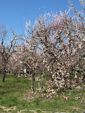 偕楽園本園に投稿された画像（2026/3/8）