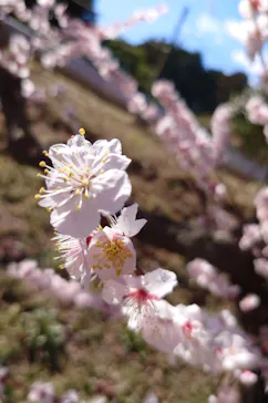 いばらきフラワーパークに投稿された画像（2026/3/8）